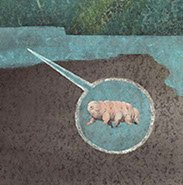 Tardigrade (Water Bear)